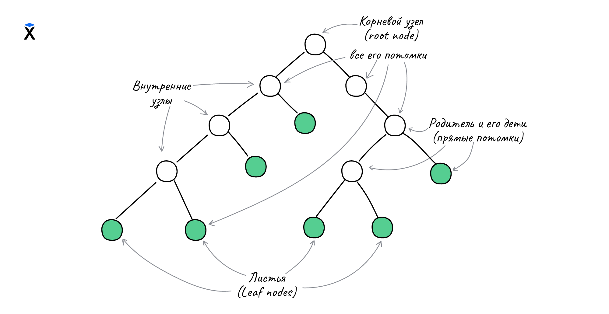 Деревья: узлы и листья
